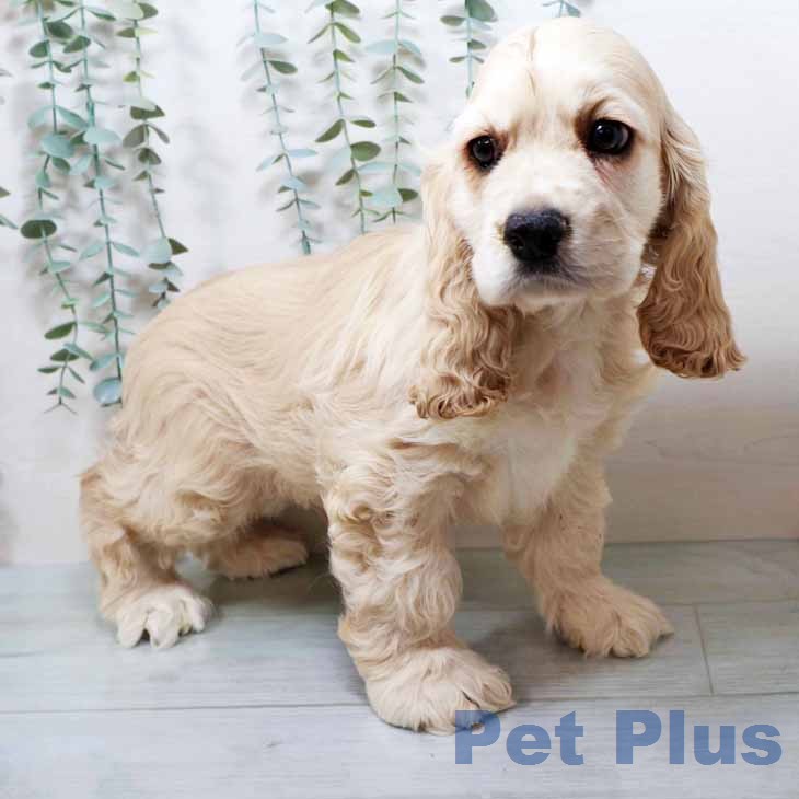 アメリカン・コッカー・スパニエル