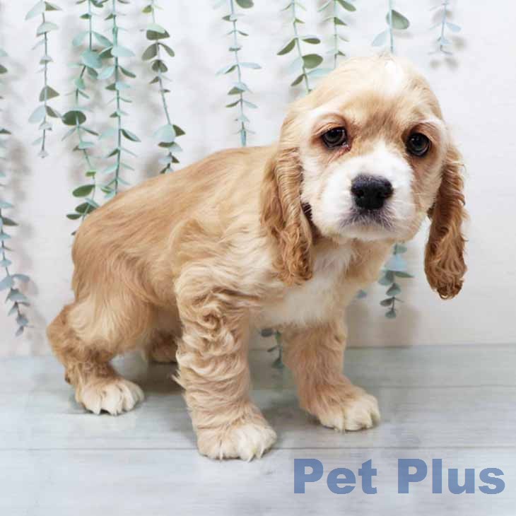 アメリカン・コッカー・スパニエル