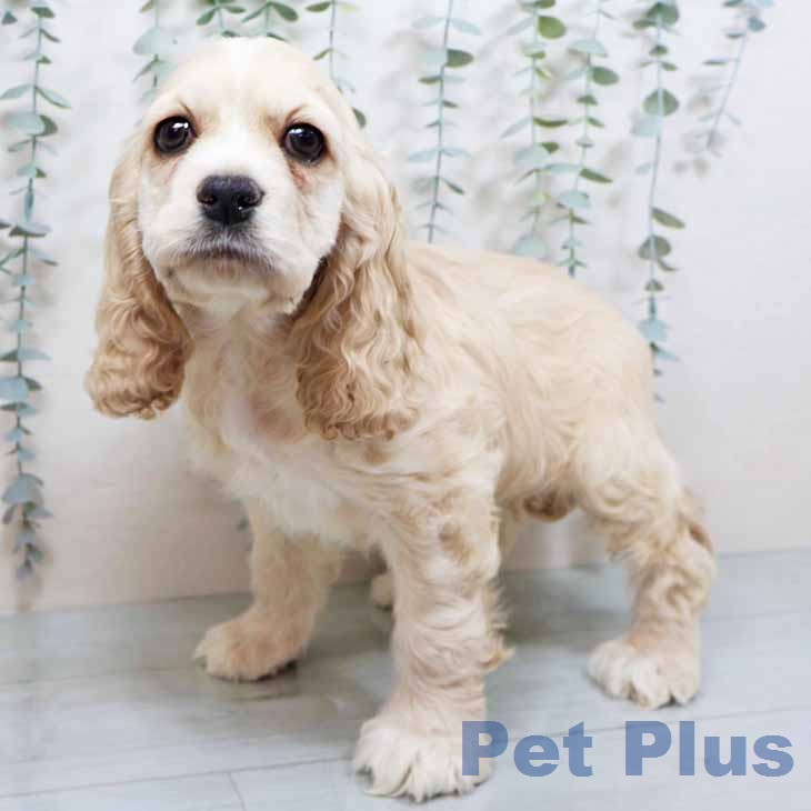 アメリカン・コッカー・スパニエルの写真2