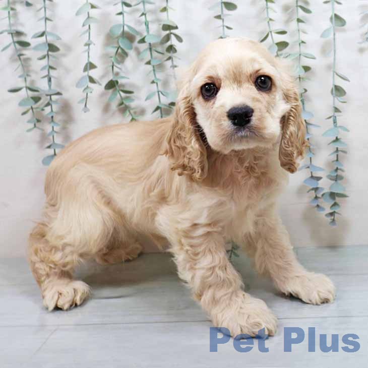 アメリカン・コッカー・スパニエル