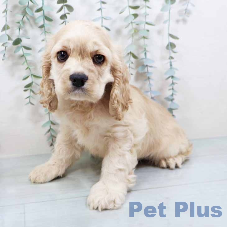 アメリカン・コッカー・スパニエルの写真2