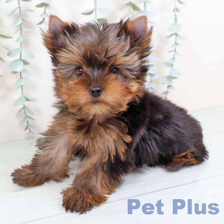 ヨークシャー・テリア