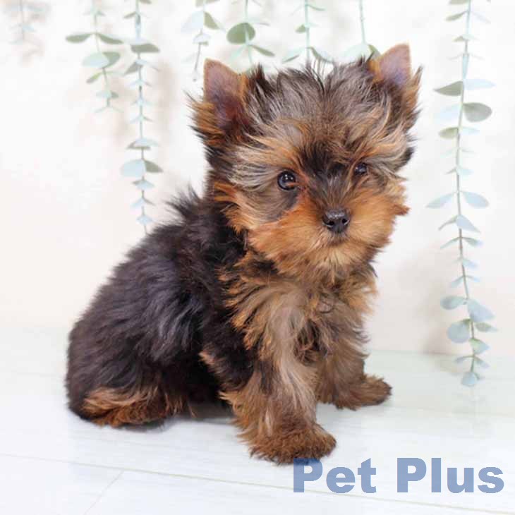 ヨークシャー・テリアの写真2