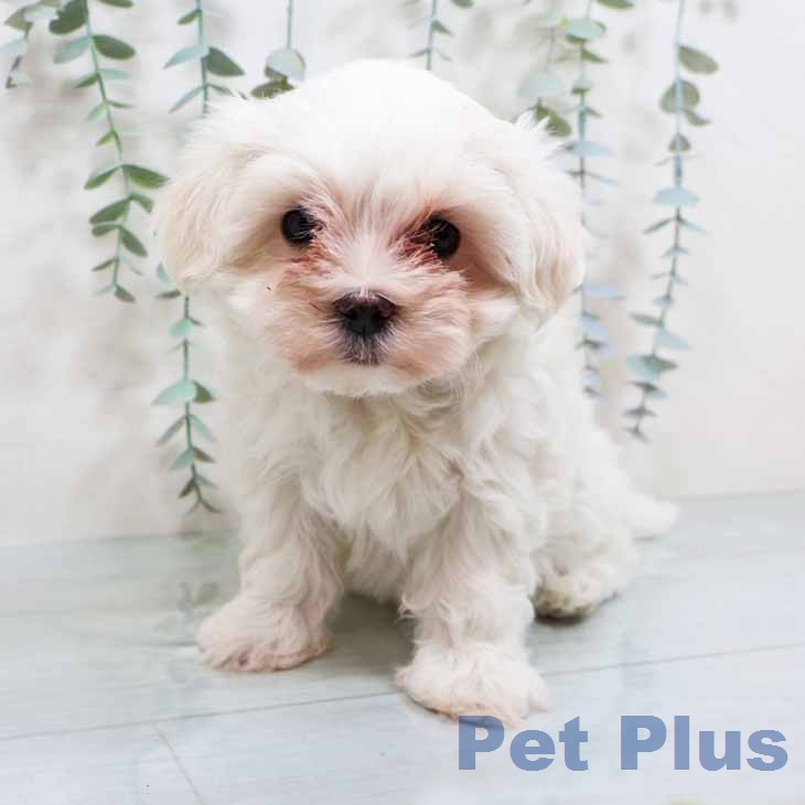 マルチーズの写真2