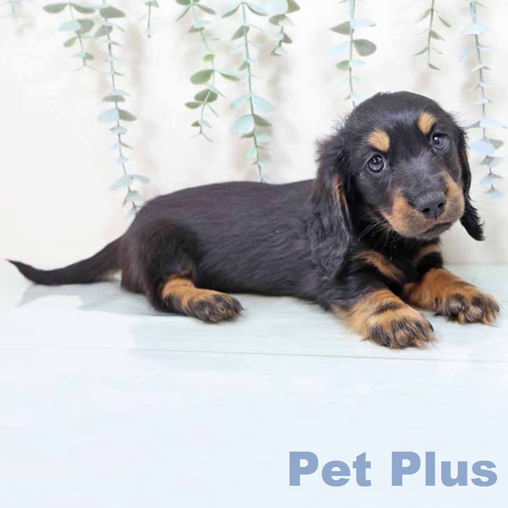 ミニチュア・ダックスフンドの写真2