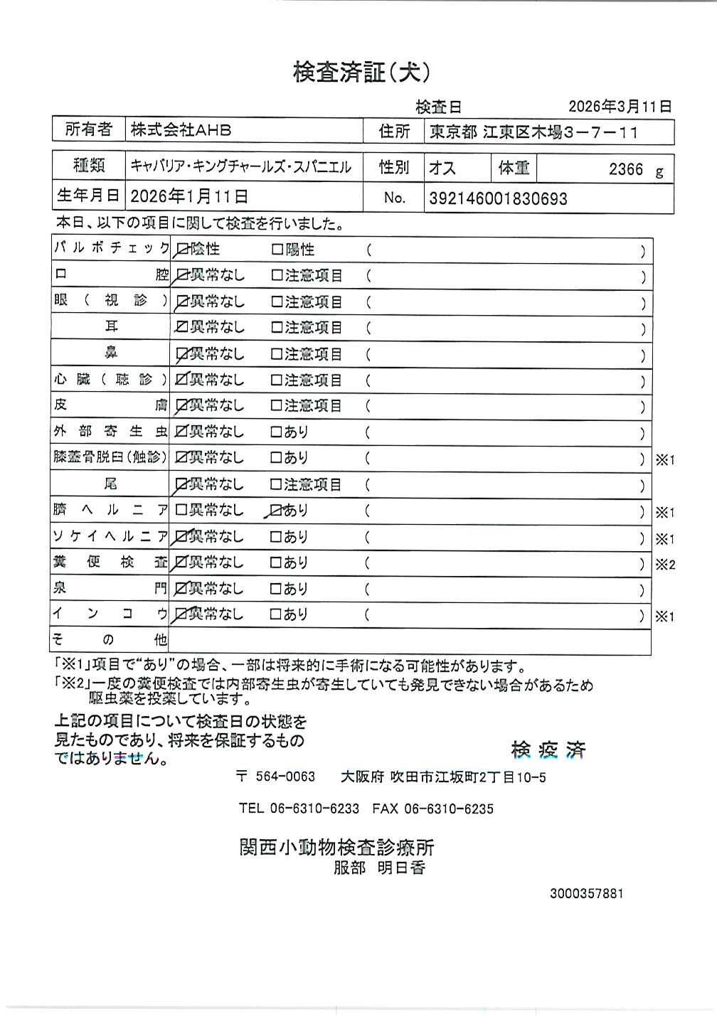 キャバリア・キングチャールズ・スパニエル