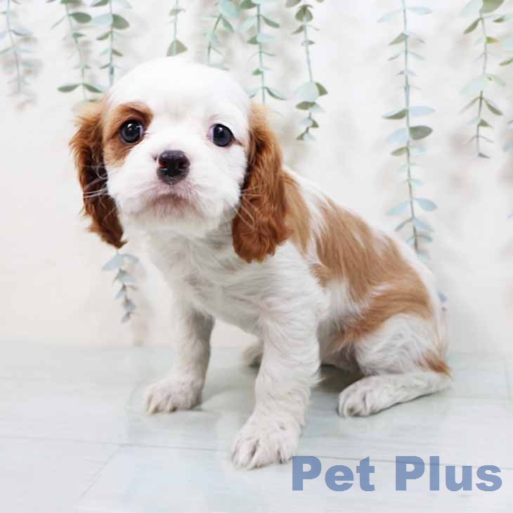 キャバリア・キングチャールズ・スパニエル
