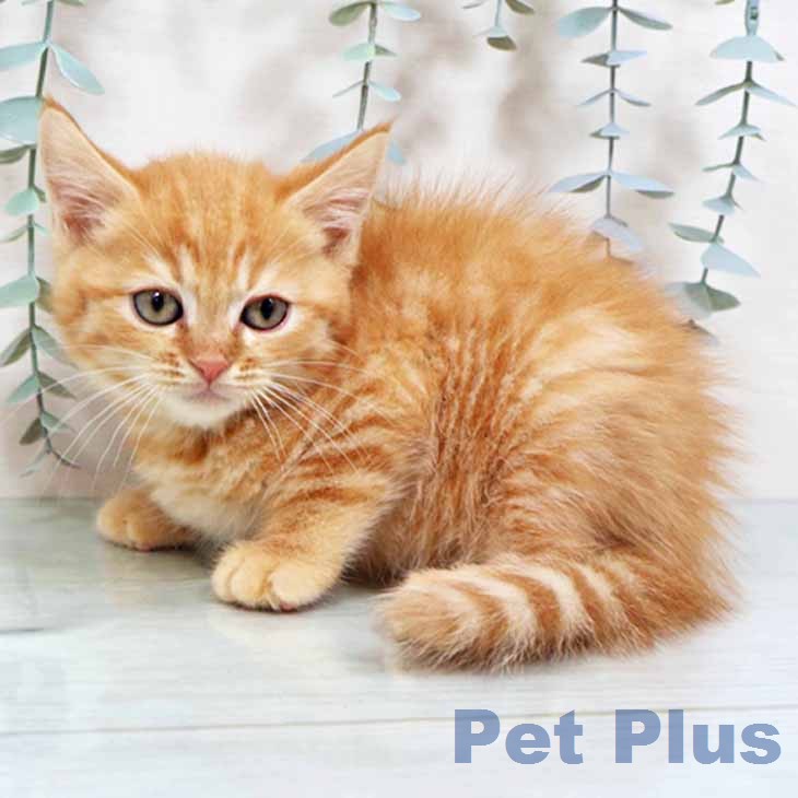 マンチカンの写真2