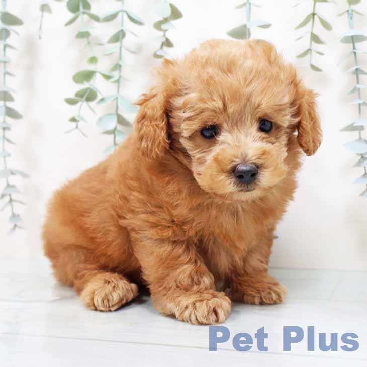 トイ・プードル