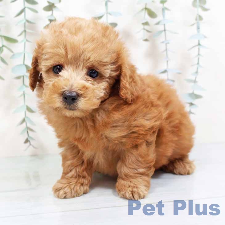 トイ・プードル