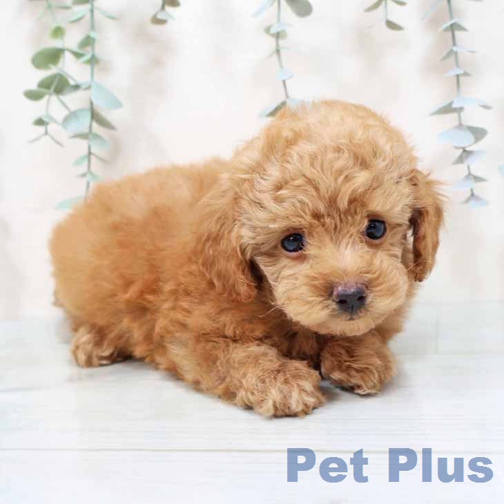 トイ・プードル