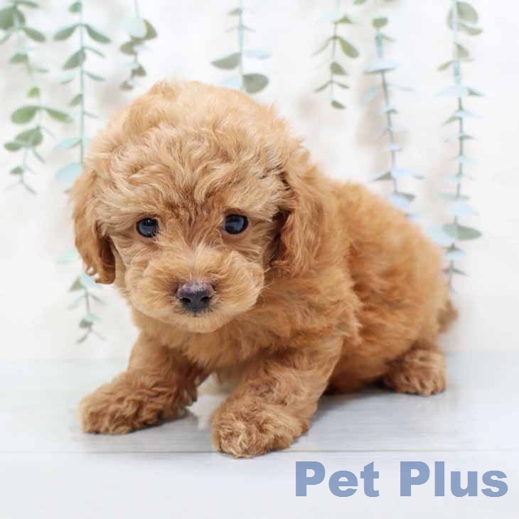 トイ・プードルの写真2