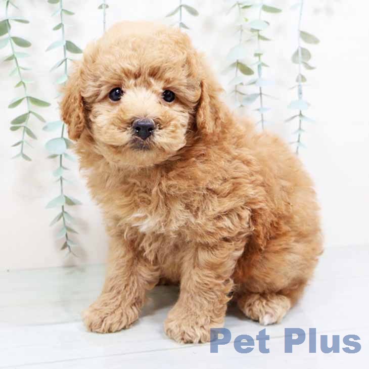 トイ・プードルの写真2