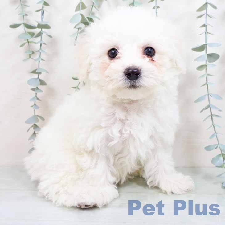 ビション・フリーゼ