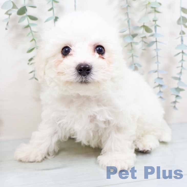 ビション・フリーゼの写真2