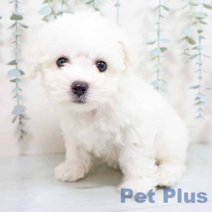 ビション・フリーゼ