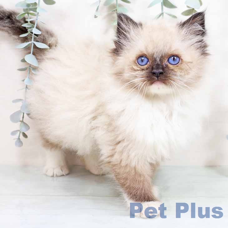 ラグドールの写真2