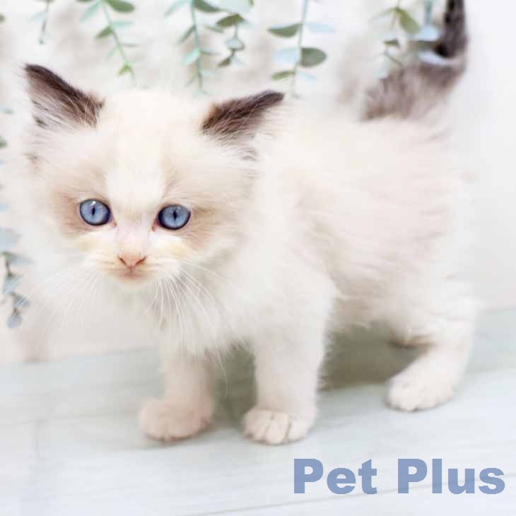 ラグドールの写真2