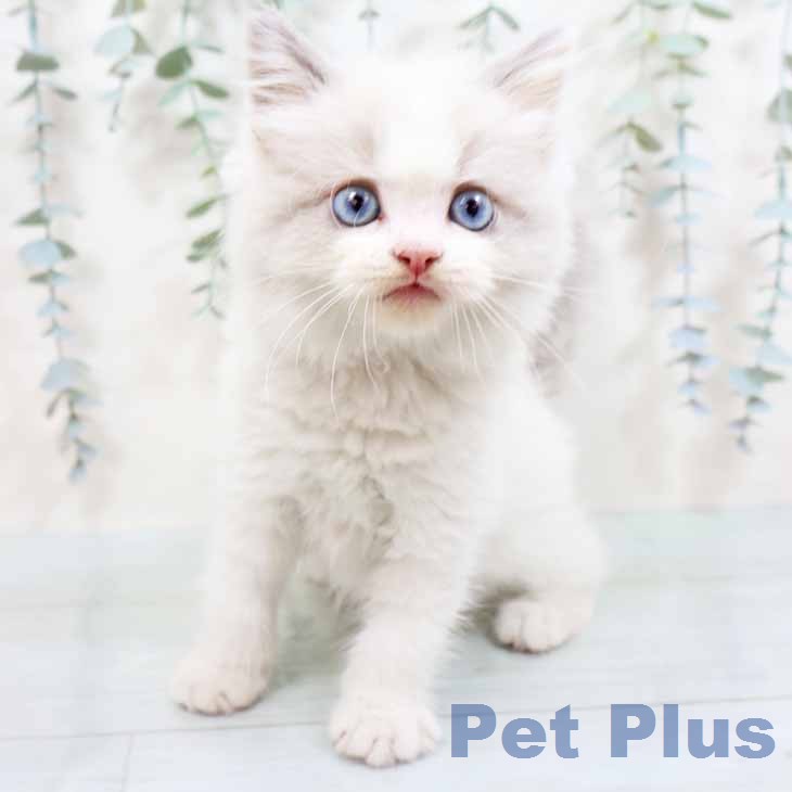 ラグドールの写真2