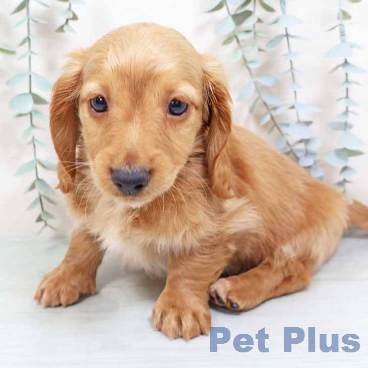 ミニチュア・ダックスフンドの写真2