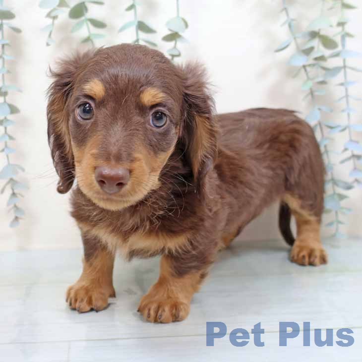 ミニチュア・ダックスフンド