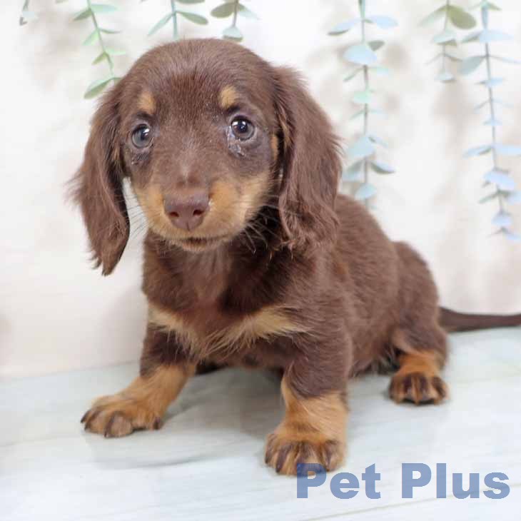 ミニチュア・ダックスフンド