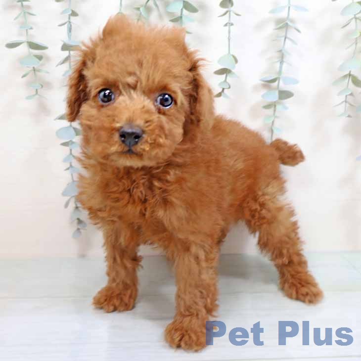 トイ・プードル