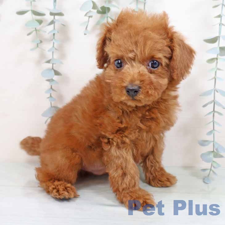 トイ・プードルの写真2