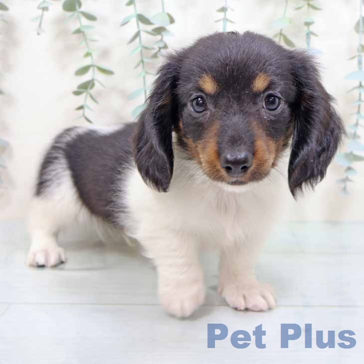 ミニチュア・ダックスフンド