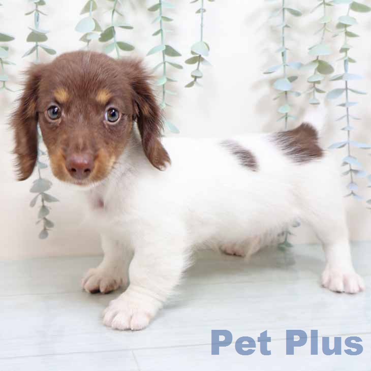 ミニチュア・ダックスフンド