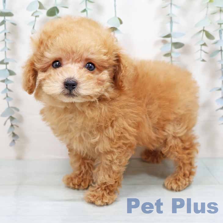 トイ・プードル