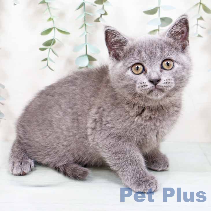 ブリティッシュショートヘア