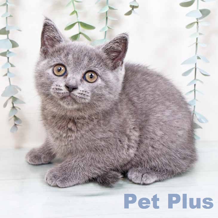 ブリティッシュショートヘアの写真2