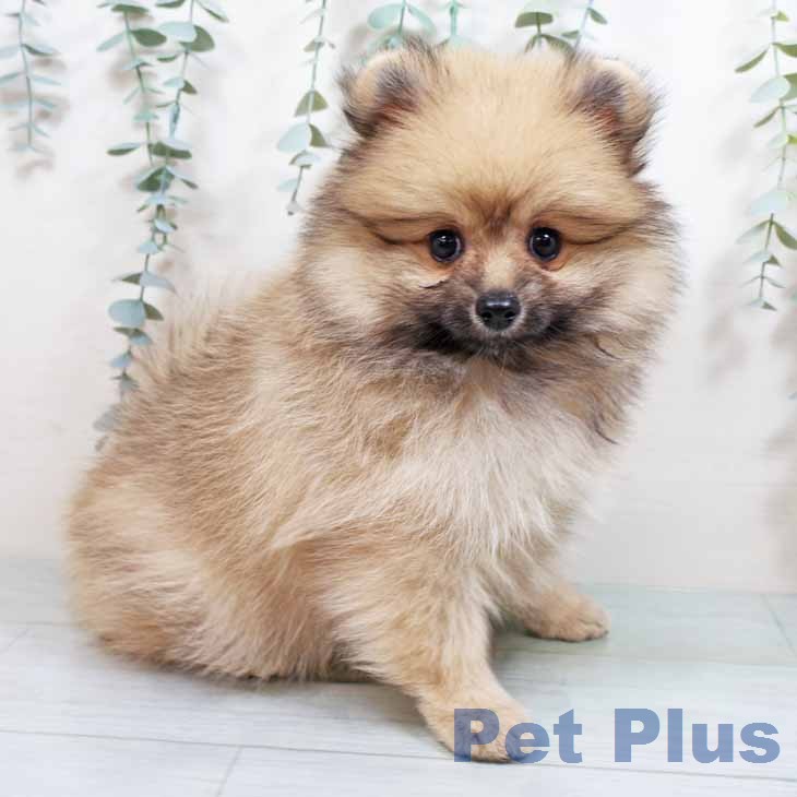 ポメラニアンの写真2