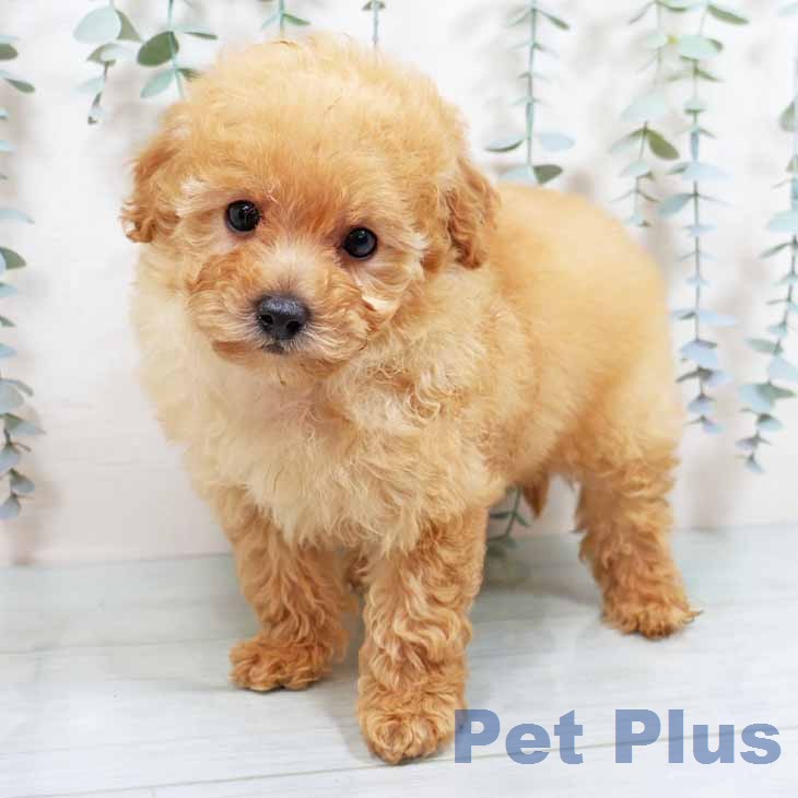 トイ・プードル