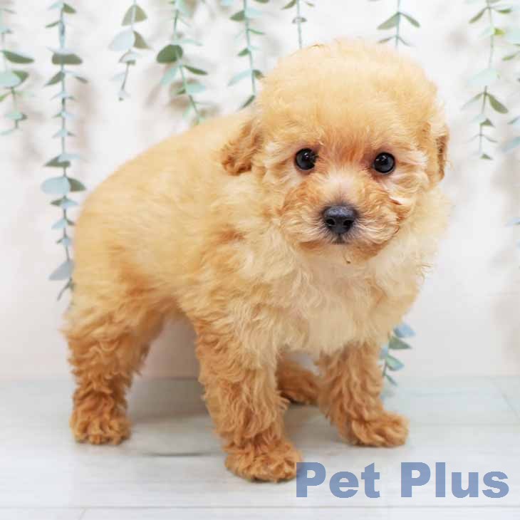 トイ・プードルの写真2