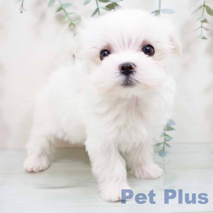 マルチーズの写真2