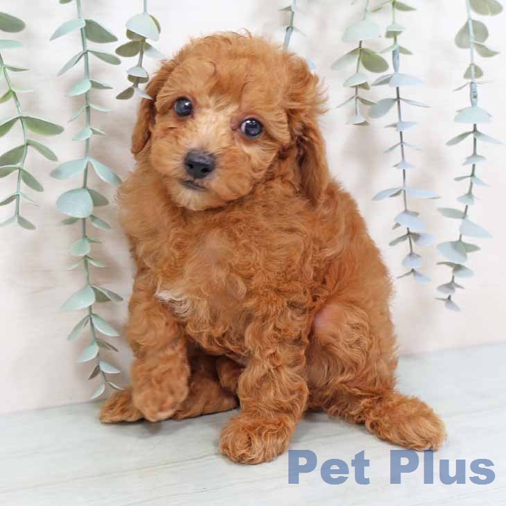 トイ・プードルの写真2