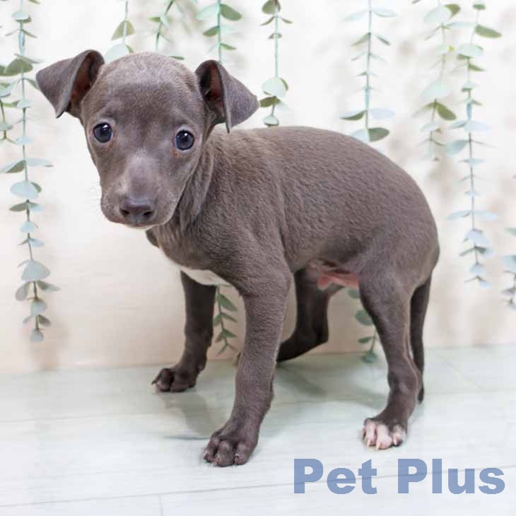 イタリアン・グレーハウンドの写真2