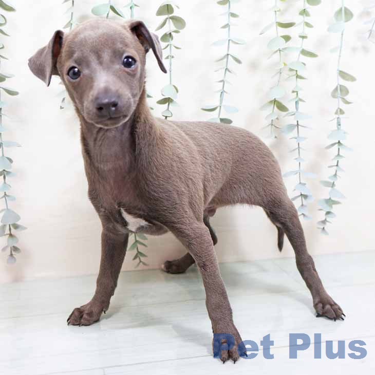 イタリアン・グレーハウンド