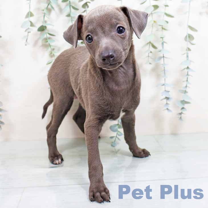 イタリアン・グレーハウンドの写真2