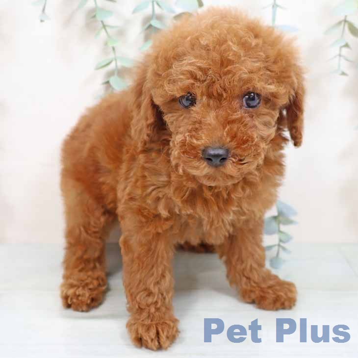 トイ・プードル