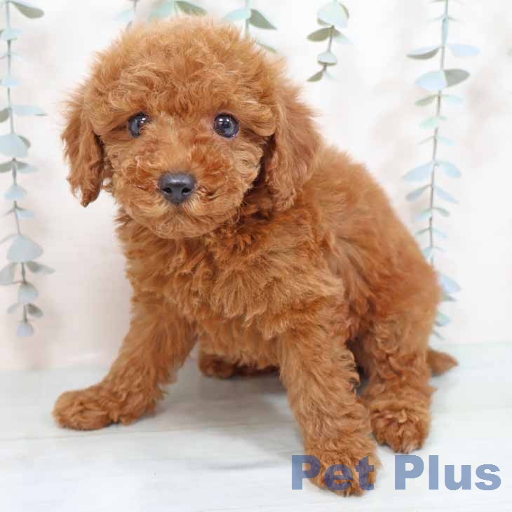 トイ・プードルの写真2