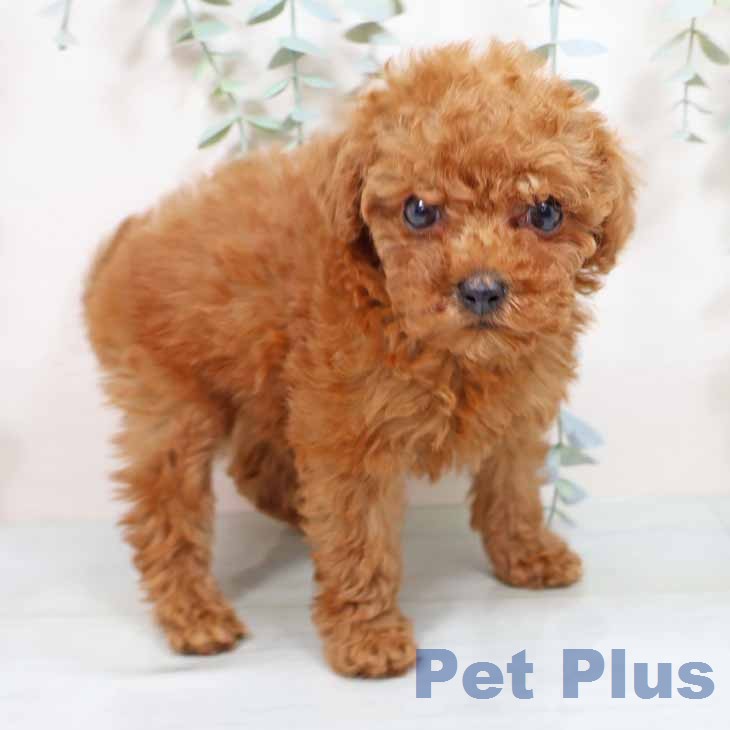 トイ・プードル