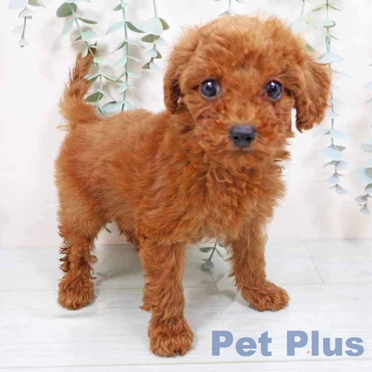 トイ・プードル