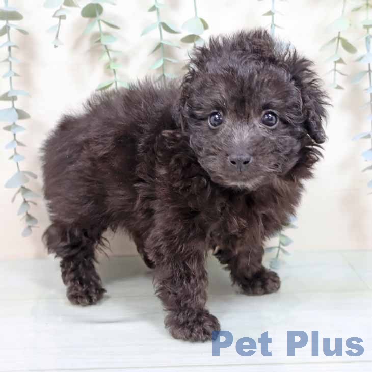 トイ・プードル