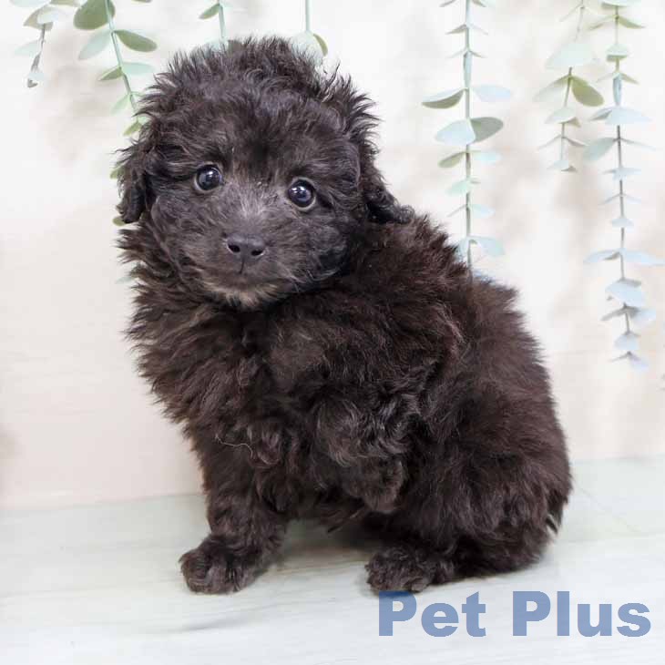 トイ・プードルの写真2