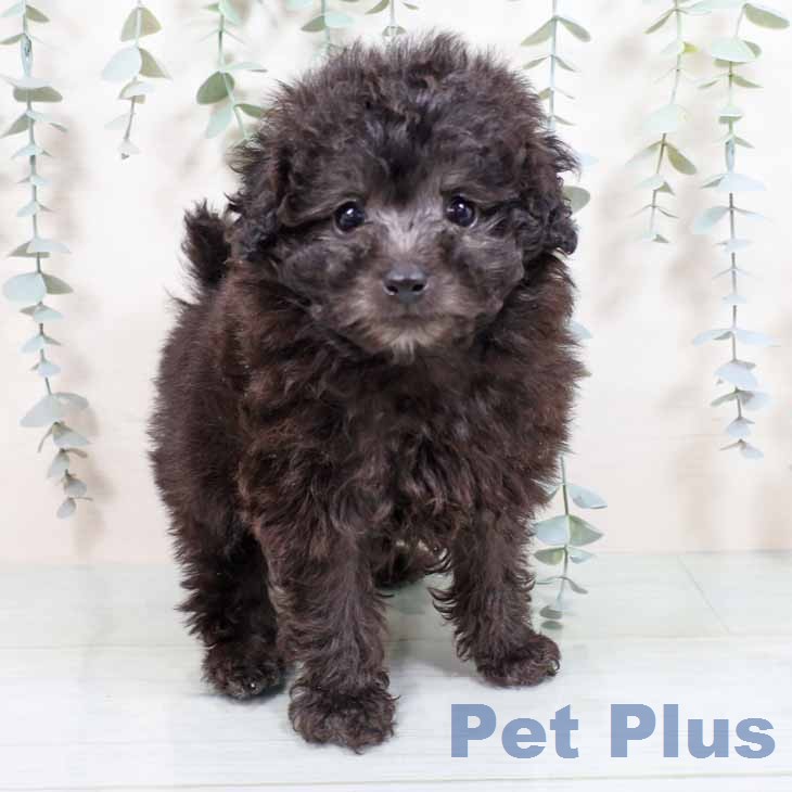 トイ・プードル