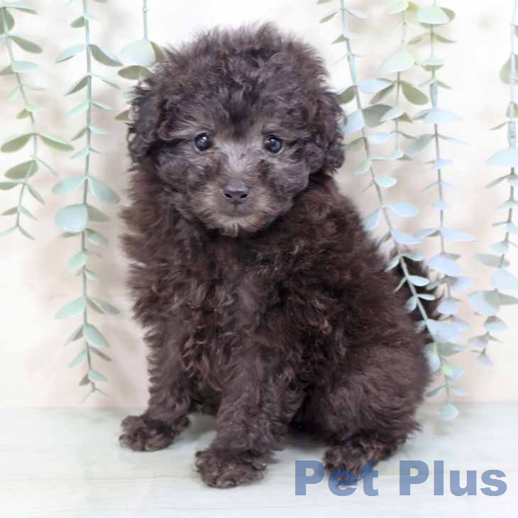 トイ・プードルの写真2