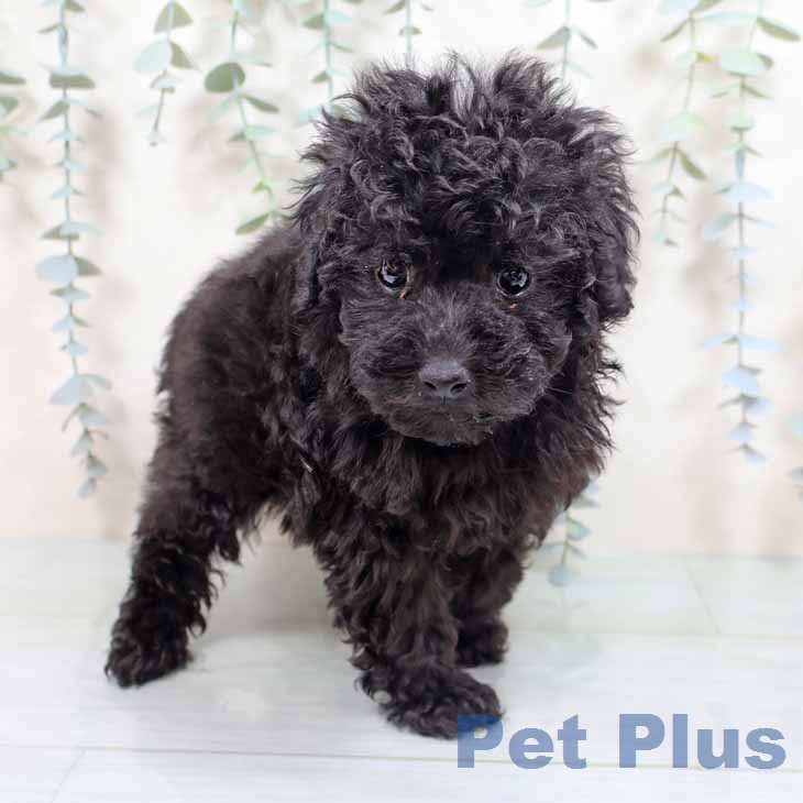 トイ・プードルの写真2